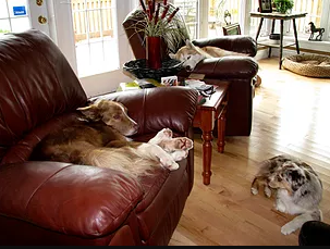 NB Riverside Dogs NB Riverside Dogs - Sleep Over