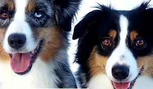 NB Riverside Dogs NB Riverside Dogs - Double Trouble