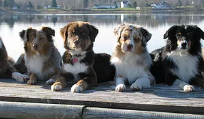 NB Riverside Dogs- custom Packages