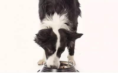 Natural Flea Products