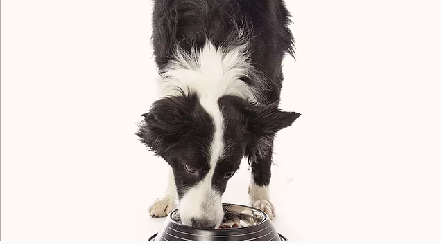 Natural Flea Products