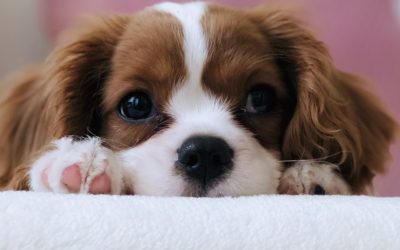 Training For Your Dog