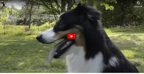 Flrea-Free-Canada-1 Flrea-Free-Canada-