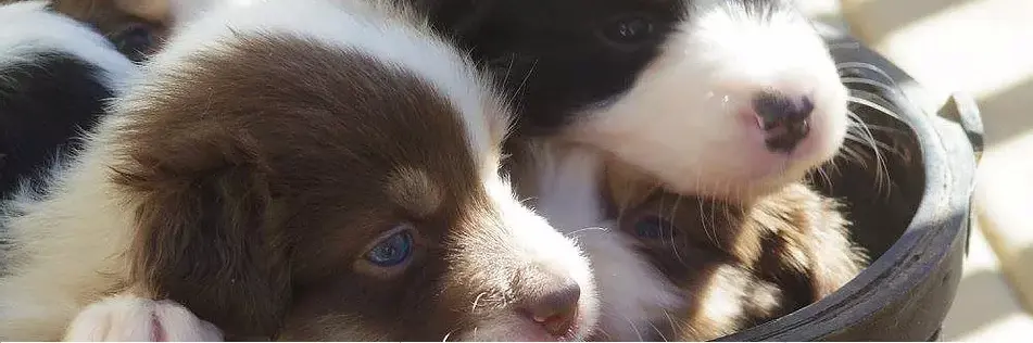 Frea Free Canada Dogs Frea Free Canada Dogs