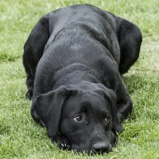 labrador