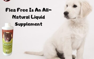 Why More Dog Owners Are Choosing Natural Flea and Tick Protection
