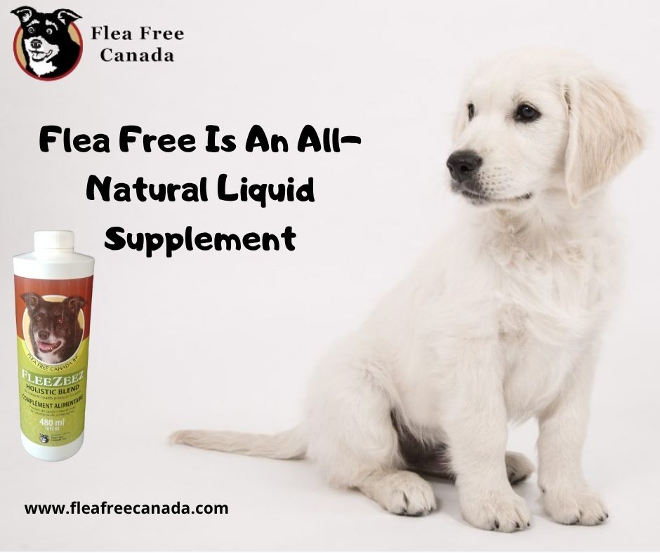 FleeZeez Holistic Blend – All Natural health product for pets. Easy and Safe for all pets. Protects against Fleas, Ticks and Mosquito’s. Small and large animals FleeZeez Holistic Blend – All Natural health product for pets. Easy and Safe for all pets. Protects against Fleas, Ticks and Mosquito’s. Small and large animals