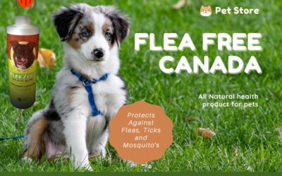 Ticks and Your Dog: The Risks Every Owner Should Know